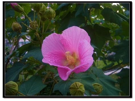 樹芙蓉|芙蓉(錦葵科植物):形態特徵,生長環境,分布範圍,主要價值,藥用價值…